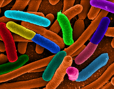 E. Coli